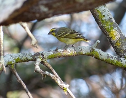 Yellow-fronted Canary